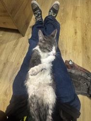 Lost Female Cat last seen Near inglewood school, Edmonton, AB T5M 0V4