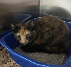 Shelter Stray Unknown Cat last seen Near Santa Cruz Drive, Keller, TX, 330 Rufe Snow Dr, Keller, TX 76248, USA