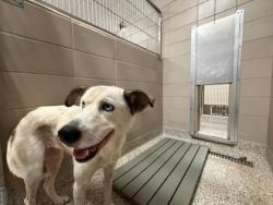 Shelter Stray Female Dog last seen S Myrtle School Rd, Gastonia, NC, 1491 Business Park Ct, Gastonia, NC 28052, USA