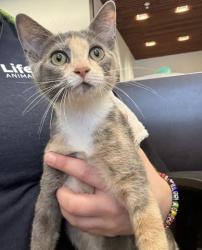 Shelter Stray Female Cat last seen Near Peyton Pl SW, Atlanta, GA, 1251 Fulton Industrial Blvd NW, Atlanta, GA 30336, USA