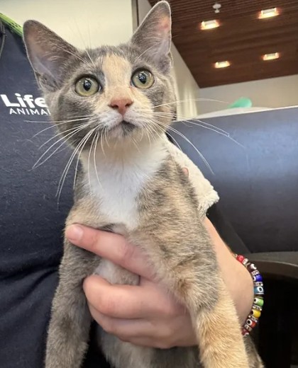 Shelter Stray Female Cat last seen Near Peyton Pl SW, Atlanta, GA, 1251 Fulton Industrial Blvd NW, Atlanta, GA 30336, USA