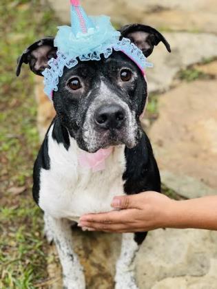 Shelter Stray Female Dog last seen Near AURORA DR, West District, TX, 355 Hillshire Dr, Haslet, TX 76052, USA