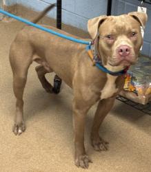 Shelter Stray Male Dog last seen Near Dale Pl, 30032, GA, 3280 Chamblee Dunwoody Rd, Chamblee, GA 30341, USA