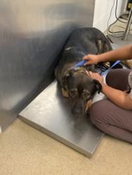 Shelter Stray Male Dog last seen , , TX, 355 Hillshire Dr, Haslet, TX 76052, USA
