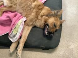 Shelter Stray Female Dog last seen , , TX, 355 Hillshire Dr, Haslet, TX 76052, USA