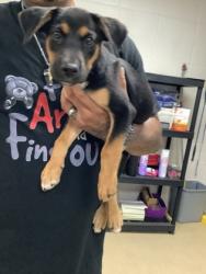 Shelter Stray Male Dog last seen Near west bewick, West District, TX, 355 Hillshire Dr, Haslet, TX 76052, USA