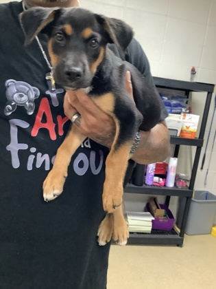 Shelter Stray Male Dog last seen Near west bewick, West District, TX, 355 Hillshire Dr, Haslet, TX 76052, USA