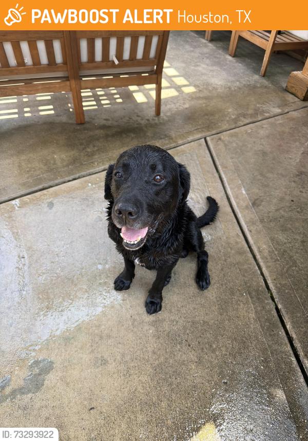 Found/Stray Male Dog last seen Brook Shadow Dr and Spruce Park Circle, Houston, TX 77345