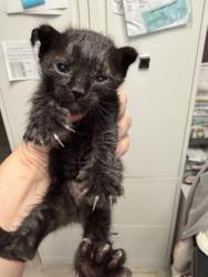 Shelter Stray Male Cat last seen Near yucca ave, Central District, TX, 355 Hillshire Dr, Haslet, TX 76052, USA