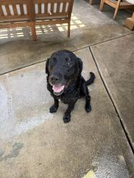 Found/Stray Male Dog last seen Brook Shadow Dr and Spruce Park Circle, Houston, TX 77345