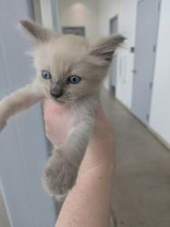 Shelter Stray Male Cat last seen Near SW Loop 820, West District, TX, 355 Hillshire Dr, Haslet, TX 76052, USA