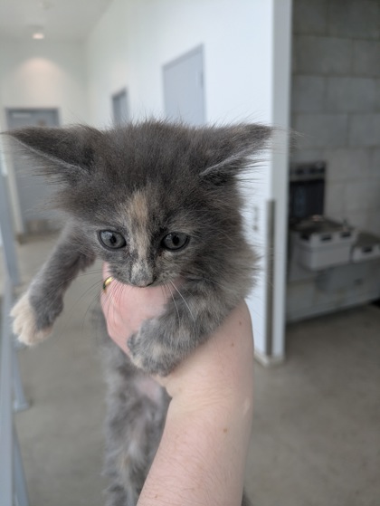 Shelter Stray Female Cat last seen Near SW Loop 820, West District, TX, 355 Hillshire Dr, Haslet, TX 76052, USA
