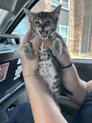 Shelter Stray Female Cat last seen Near Brentwood Stir Rd, East District, TX, 355 Hillshire Dr, Haslet, TX 76052, USA