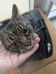 Shelter Stray Female Cat last seen , , TX, 355 Hillshire Dr, Haslet, TX 76052, USA