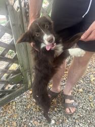 Found/Stray Male Dog last seen In my back gate, Derby, KS 67216