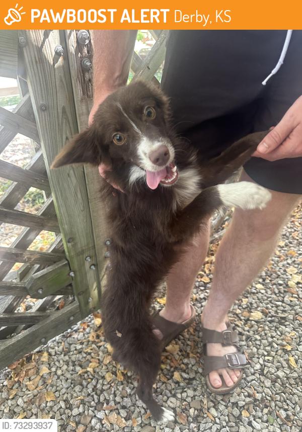 Found/Stray Male Dog last seen In my back gate, Derby, KS 67216