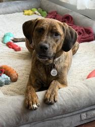 Reunited Female Dog last seen Old hmstd Road and Foxwood Lane, St. Charles, IL 60175