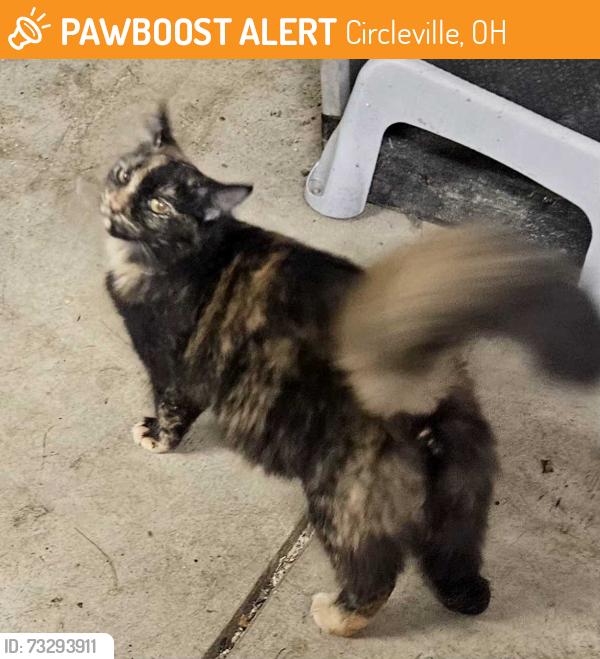 Found/Stray Female Cat last seen Near S Court St, Circleville, OH 43113, Circleville, OH 43113