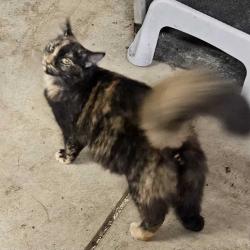 Found/Stray Female Cat last seen Near S Court St, Circleville, OH 43113, Circleville, OH 43113
