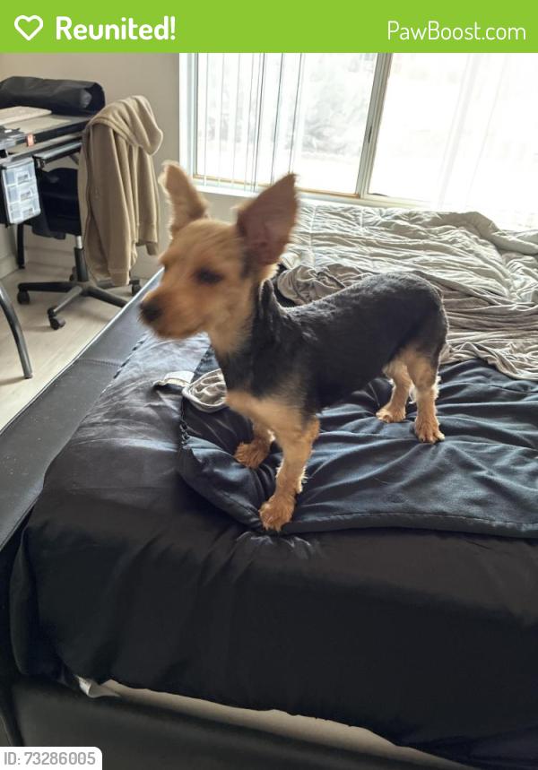 Reunited Female Dog last seen Las Vegas dr, coral ave, Sun City West, AZ 85375
