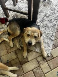 Found/Stray Male Dog last seen McArthur and causeway drive lehigh, Lehigh Acres, FL 33936