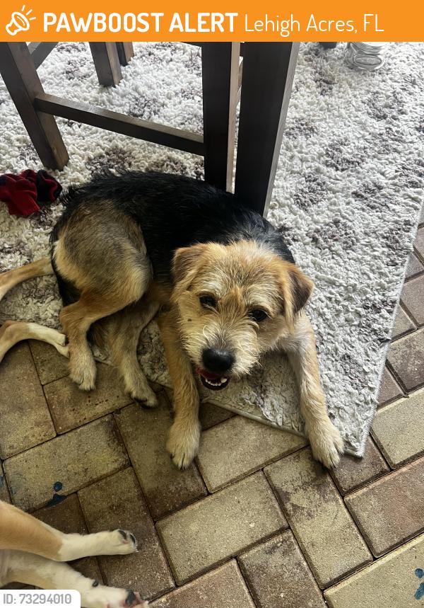 Found/Stray Male Dog last seen McArthur and causeway drive lehigh, Lehigh Acres, FL 33936
