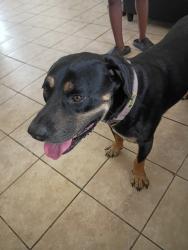Lost Male Dog last seen Ridgecforft, Houston, TX 77053