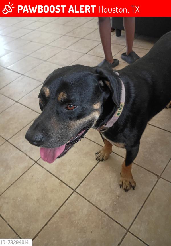 Lost Male Dog last seen Ridgecforft, Houston, TX 77053