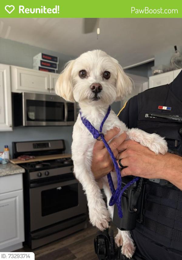 Reunited Male Dog last seen Near Kenton Rd Deerfield IL, Deerfield, IL 60015