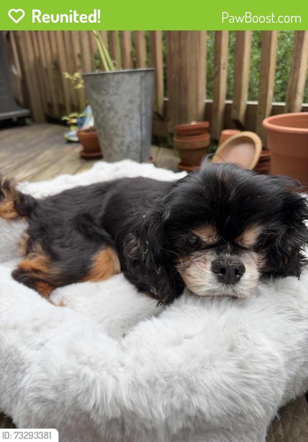 Reunited Unknown Dog last seen Cedar Heights Rd, Stamford, CT 06905