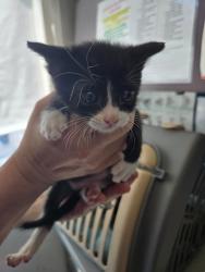 Shelter Stray Male Cat last seen Near W 500 N, SALT LAKE CITY, UT, 84116, 511 W 3900 S, Salt Lake City, UT 84123, USA
