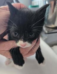 Shelter Stray Male Cat last seen Near W 500 N, SALT LAKE CITY, UT, 84116, 511 W 3900 S, Salt Lake City, UT 84123, USA