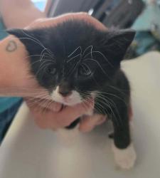 Shelter Stray Male Cat last seen Near W 500 N, SALT LAKE CITY, UT, 84116, 511 W 3900 S, Salt Lake City, UT 84123, USA