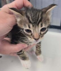 Shelter Stray Male Cat last seen Near W 500 N, SALT LAKE CITY, UT, 84116, 511 W 3900 S, Salt Lake City, UT 84123, USA