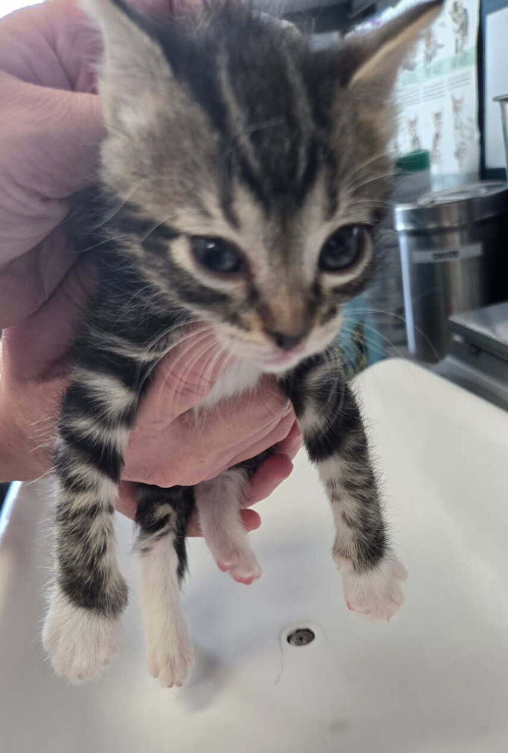Shelter Stray Female Cat last seen Near W 500 N, SALT LAKE CITY, UT, 84116, 511 W 3900 S, Salt Lake City, UT 84123, USA