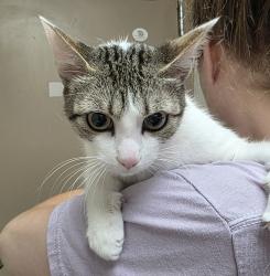 Shelter Stray Female Cat last seen PPB, OR, 1700 W Historic Columbia River Hwy, Troutdale, OR 97060, USA