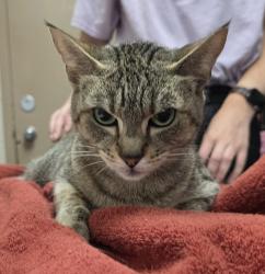 Shelter Stray Female Cat last seen OR, 1700 W Historic Columbia River Hwy, Troutdale, OR 97060, USA
