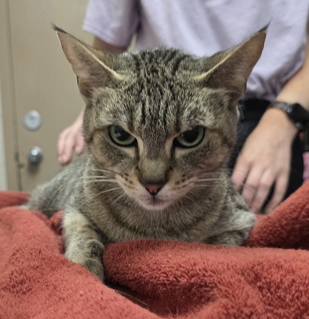 Shelter Stray Female Cat last seen OR, 1700 W Historic Columbia River Hwy, Troutdale, OR 97060, USA