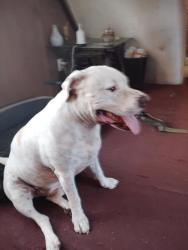 Reunited Male Dog last seen In my backyard, Simpsonville, SC 29681