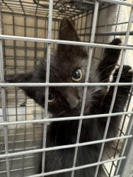 Shelter Stray Unknown Cat last seen Near Jeanette Avenue, La Mesa, CA, 91942, El Cajon, CA 92020, USA