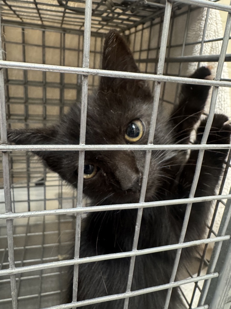 Shelter Stray Unknown Cat last seen Near Jeanette Avenue, La Mesa, CA, 91942, El Cajon, CA 92020, USA