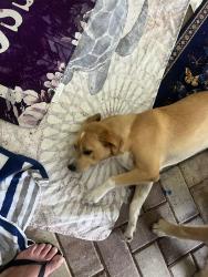 Reunited Female Dog last seen McArthur and causeway drive lehigh, Lehigh Acres, FL 33936