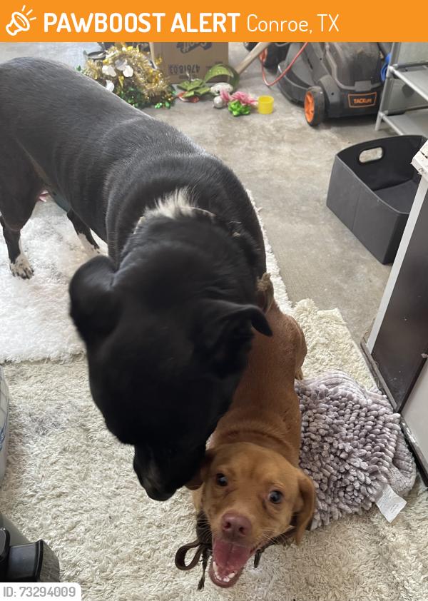Found/Stray Male Dog last seen Hazelwood st 77301, Conroe, TX 77301