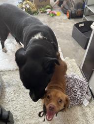 Found/Stray Male Dog last seen Hazelwood st 77301, Conroe, TX 77301
