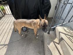 Reunited Male Dog last seen Near graham rd, Greensboro, NC 27410