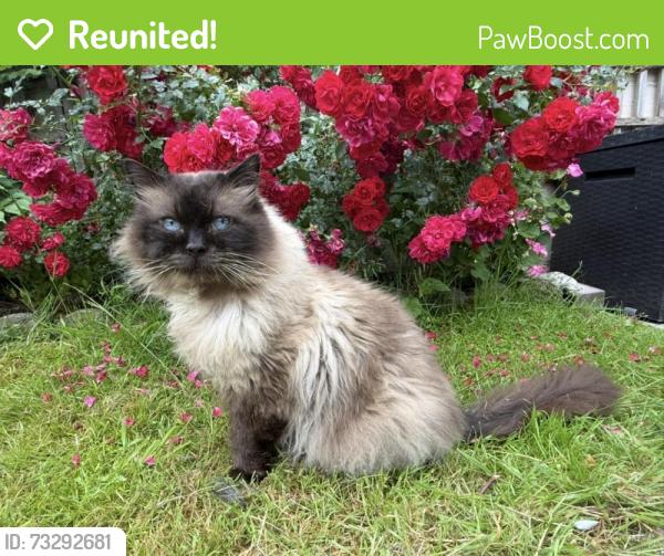 Reunited Male Cat last seen Waverley Road, St Ronans Road, Portsmouth, England 