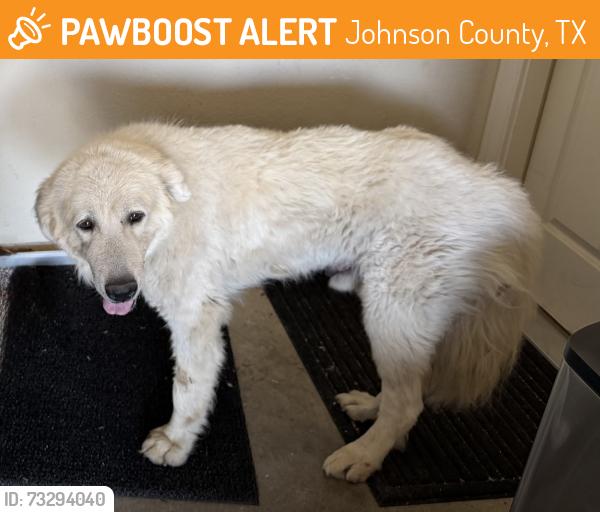 Found/Stray Male Dog last seen Lillian Highway & 528, Johnson County, TX 76028