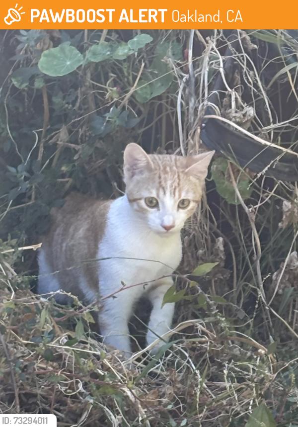 Found/Stray Male Cat last seen 14th Ave and 27th street, Oakland, CA 94606