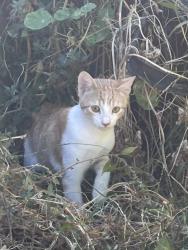 Found/Stray Male Cat last seen 14th Ave and 27th street, Oakland, CA 94606