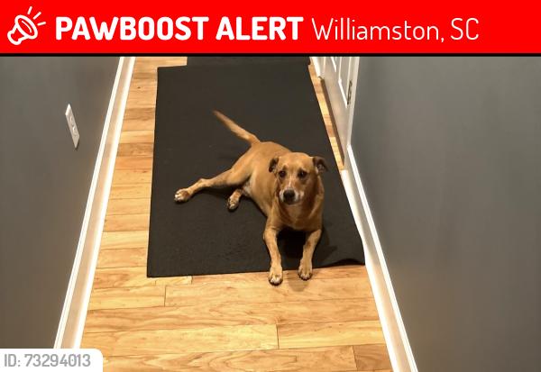 Lost Male Dog last seen beaverdam rd williamston sc, Williamston, SC 29697